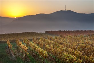 Autumnal vineyard in the Kaiserstuhl hills at sunrise with early morning fog