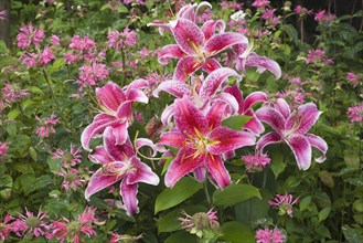 Pink and white 'Stargazer' Lilies (Lilium 'Stargazer')