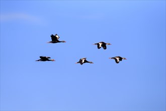 Black-bellied Whistling Ducks (Dendrocygna autumnalis)