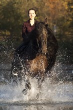 Horsewoman riding a black Friesian horse