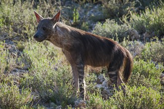 Brown Hyena (Parahyaena brunnea)