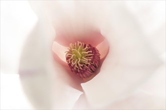 Flower of the Tulip Magnolia (Magnolia x soulangeana) with stigma and stamens
