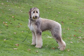 Afghan hound dog standing in a meadow