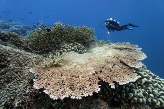Coral reef with various stony corals