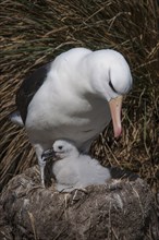 Black-browed Albatross or Black-browed Mollymawk (Thalassarche melanophris) with a chick in a tower nest