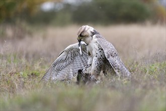 Saker Falcon (Falco cherrug) with prey
