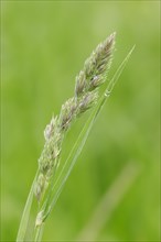 Cock's-Foot or Orchard Grass (Dactylis glomerata)