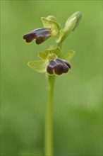Sombre Bee-orchid or Dark Bee-orchid (Ophrys fusca)