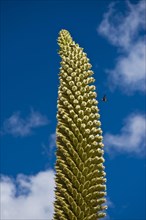 Queen of the Andes (Puya raimondii)