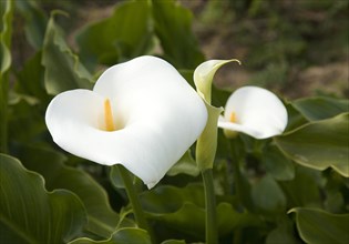 Calla lily (Zantedeschia aethiopica)