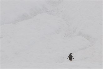 Gentoo Penguin (Pygoscelis papua) in the snow