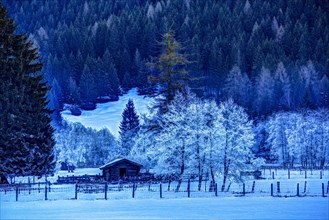 Trees covered in hoarfrost in Gschnitztal Valley