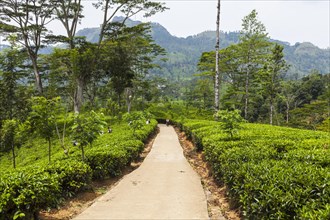 Path in a tea plantation