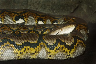 Reticulated Python (Broghammerus reticulatus