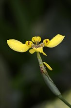 Martinique Trimezia or Yellow Walking Iris (Trimezia martinicensis)