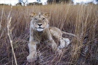 Lion (Panthera leo)