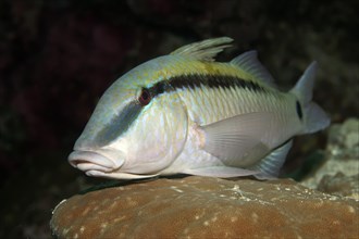 Dash-and-dot Goatfish (Parupeneus barbe rinus) dormant