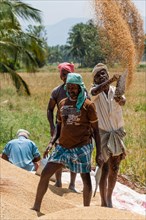 Indian farmers threshing rice