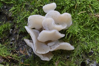 Jelly Tooth or Toothed Jelly fungus (Pseudohydnum gelatinosum)