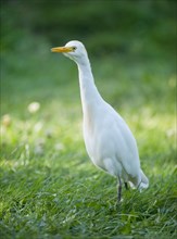 Cattle Egret (Bubulcus ibis) standing in a meadow