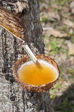 Latex sap dripping out of a cut tree in a rubber plantation