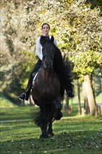 Horsewoman riding a black Friesian horse