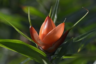 Blossom of a Pandanus plant (Freycinetia luzonensis)