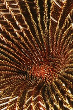 Red and White Feather Star (Amphimetra sp.)