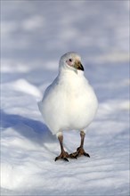 Snowy Sheathbill (Chionis alba)
