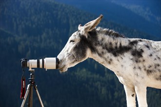 Andalusian giant donkey crossbreed sniffing a camera with a telephoto lens