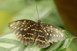 Archduke (Lexias dirtea)