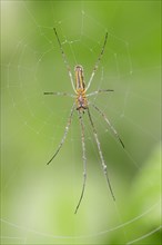 Long-jawed Orb-weaver Spider (Tetragnatha extensa)