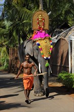 Decorated temple elephant with mahut