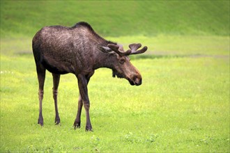 Moose (Alces alces)