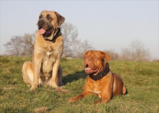 Dogue de Bordeaux or Bordeaux Mastiff and a Cane Corso Italiano on a meadow