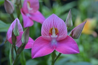 Disa orchid hybrid (Disa)