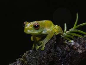 Tree Climbing Frog (Boophis septentrionalis)