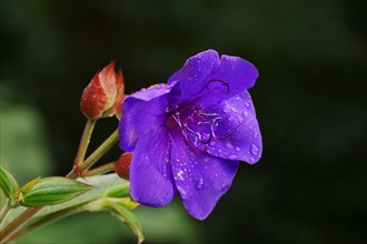 Princess Flower (Tibouchina urvilleana