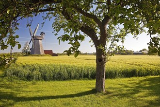 Grain field in front of windmill Bierde