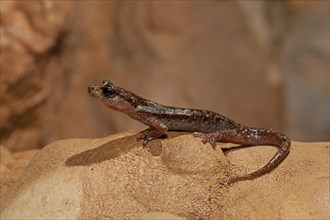 Brown cave salamander (Atylodes genei)