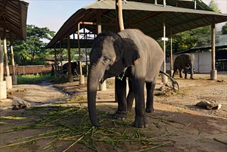 Asian or Asiatic Elephant (Elephas maximus) in Maetaman Elephant Camp