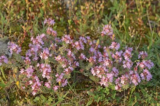 Common Thyme (Thymus vulgaris)