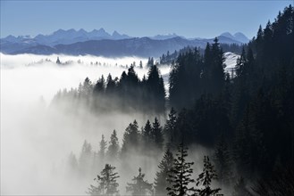 Coniferous forest in fog