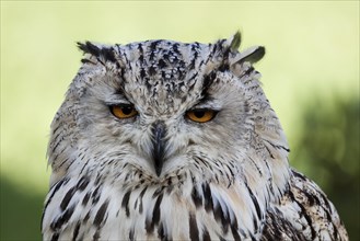 Siberian Eagle Owl (Bubo bubo sibiricus)