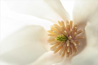 Flower of a Kobushi Magnolia (Magnolia kobus) with stigma and stamens