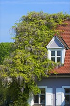 Chinese Wisteria (Wisteria sinensis) climbing plant on a house
