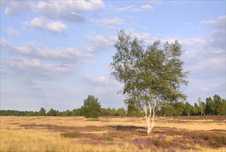 Open heath with birch (Betula sp.)