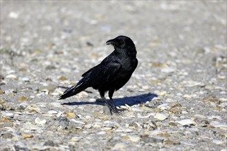 Fish Crow (Corvus ossifragus)