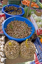Snails for sale at the market of Sineu