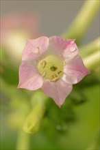 Cultivated Tobacco (Nicotiana tabacum)